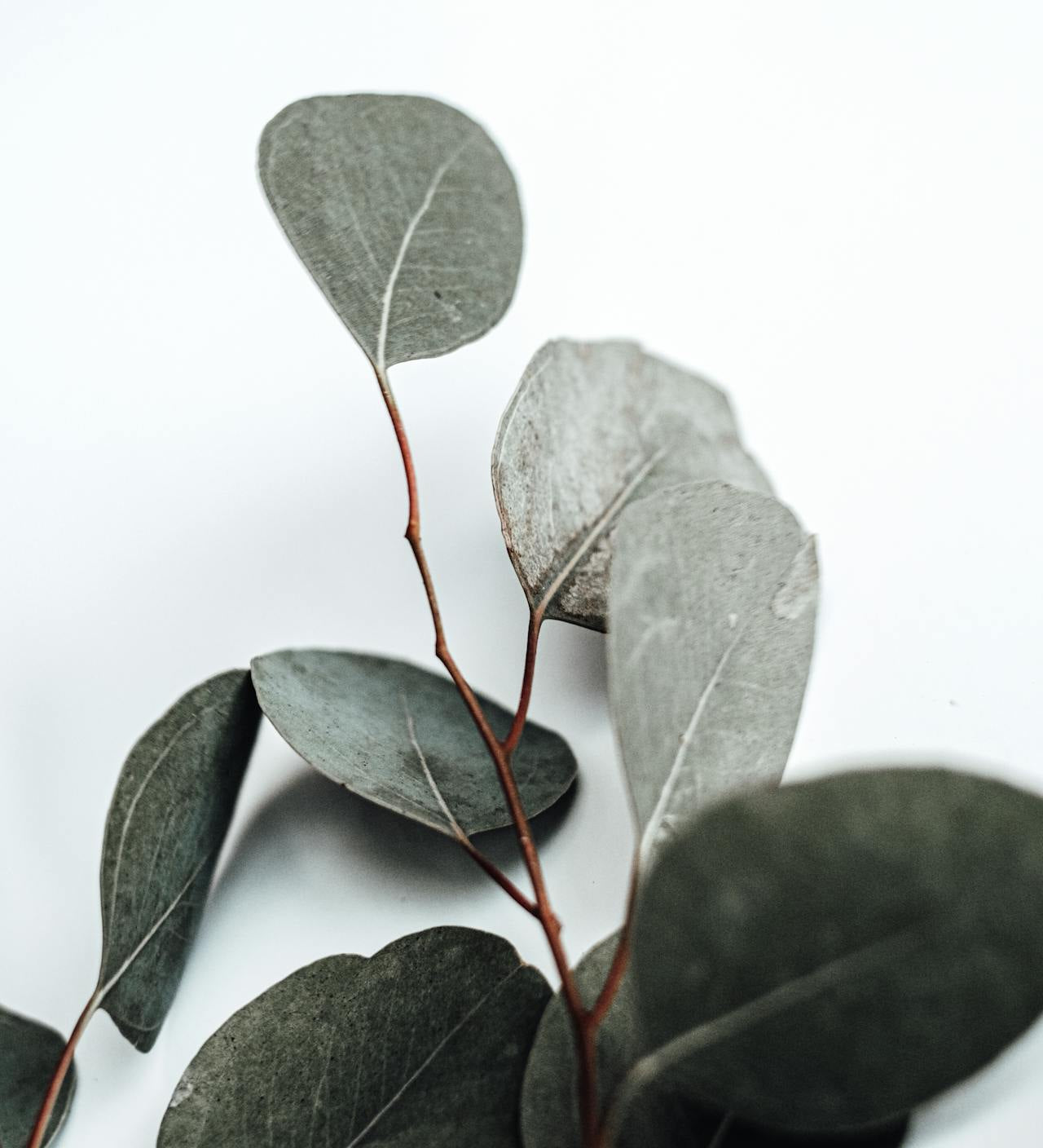 Aromatic Shower Steamer Tablets