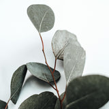 Aromatic Shower Steamer Tablets